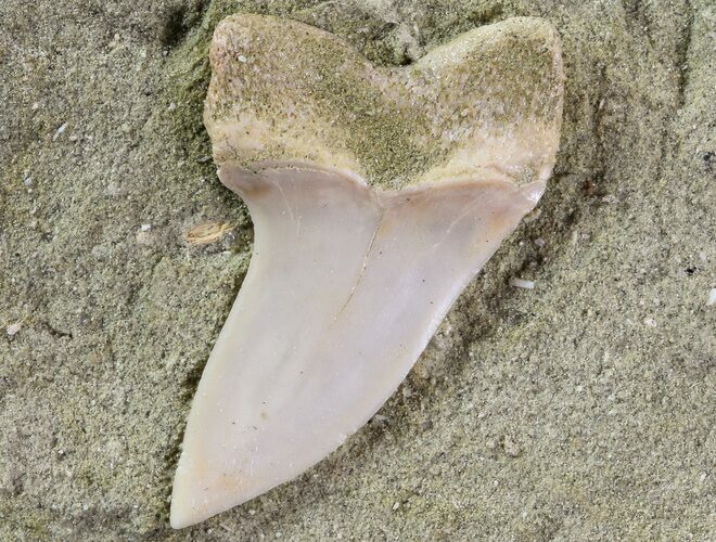 Mako Shark Tooth Fossil On Sandstone - Bakersfield, CA #69004
